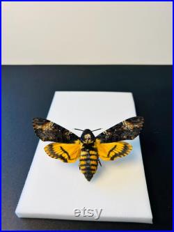 Acherontia Atropos Papillon tête de mort naturalisé Spécimen européen emblématique pour cabinet de curiosités et collection