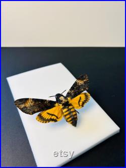Acherontia Atropos Papillon tête de mort naturalisé Spécimen européen emblématique pour cabinet de curiosités et collection