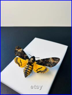 Acherontia Atropos Papillon tête de mort naturalisé Spécimen européen emblématique pour cabinet de curiosités et collection
