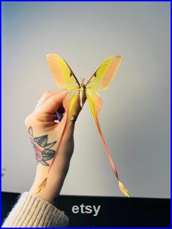 Actias Dubernardi Papillon vert pastel naturalisé à longues queues Spécimen asiatique rare pour cabinet de curiosités et collection