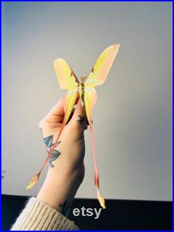 Actias Dubernardi Papillon vert pastel naturalisé à longues queues Spécimen asiatique rare pour cabinet de curiosités et collection