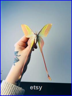 Actias Dubernardi Papillon vert pastel naturalisé à longues queues Spécimen asiatique rare pour cabinet de curiosités et collection