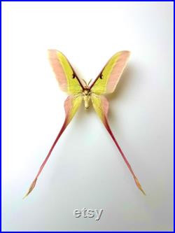 Actias Dubernardi Papillon vert pastel naturalisé à longues queues Spécimen asiatique rare pour cabinet de curiosités et collection
