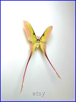 Actias Dubernardi Papillon vert pastel naturalisé à longues queues Spécimen asiatique rare pour cabinet de curiosités et collection
