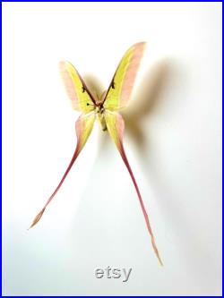 Actias Dubernardi Papillon vert pastel naturalisé à longues queues Spécimen asiatique rare pour cabinet de curiosités et collection