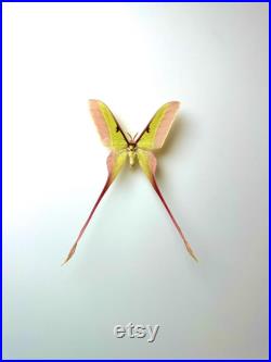 Actias Dubernardi Papillon vert pastel naturalisé à longues queues Spécimen asiatique rare pour cabinet de curiosités et collection