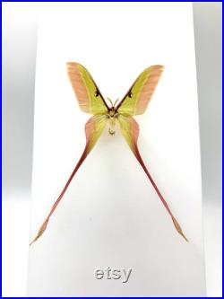 Actias Dubernardi Papillon vert pastel naturalisé à longues queues Spécimen asiatique rare pour cabinet de curiosités et collection