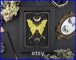 Actias heterogyna Golden Moonmoth Real Moth luna Moth Frame Showcase Gold Moon Stars Sorcière Nature Taxidermie Gothique M