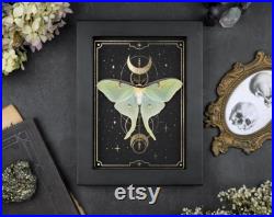 Actias luna Real Moth Moth Cadre étoiles d or Nature Sorcière Décoration gothique Photographie Curiosité