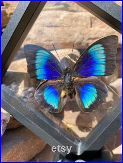 Agrias Beatifica Lachaumei x Prepona Dexamenus Cadre d affichage papillon hybride Exposition d entomologie par des restes chéris