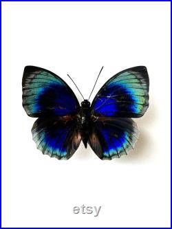 Agrias Hewitsonius Papillon bleu, rouge et noir naturalisé Spécimen tropical rare d Amérique du Sud pour cabinet de curiosités