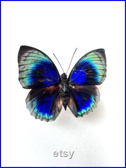 Agrias Hewitsonius Papillon bleu, rouge et noir naturalisé Spécimen tropical rare d Amérique du Sud pour cabinet de curiosités