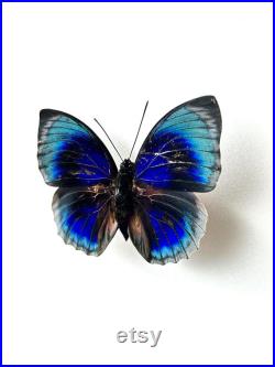 Agrias Hewitsonius Papillon bleu, rouge et noir naturalisé Spécimen tropical rare d Amérique du Sud pour cabinet de curiosités