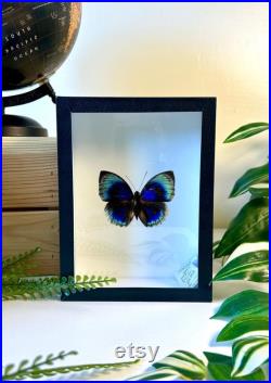 Agrias Hewitsonius Papillon bleu, rouge et noir naturalisé Spécimen tropical rare d Amérique du Sud pour cabinet de curiosités