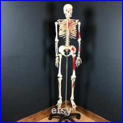 Aide pédagogique anatomique Skelton vintage grandeur nature avec support