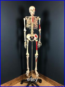 Aide pédagogique anatomique Skelton vintage grandeur nature avec support