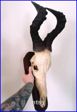 Alcelaphus Buselaphus skull on wooden base trophy
