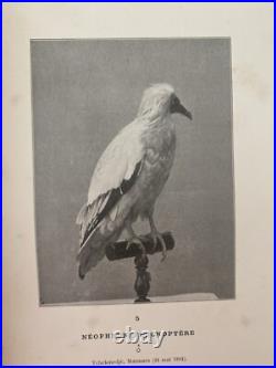 Alleon Nouveaux Procedes De Taxidermie Accompagnes De Superbes Illustrations