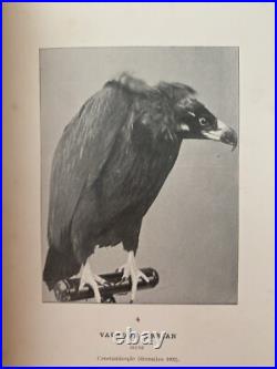 Alleon Nouveaux Procedes De Taxidermie Accompagnes De Superbes Illustrations