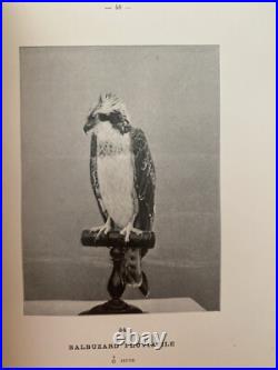 Alleon Nouveaux Procedes De Taxidermie Accompagnes De Superbes Illustrations