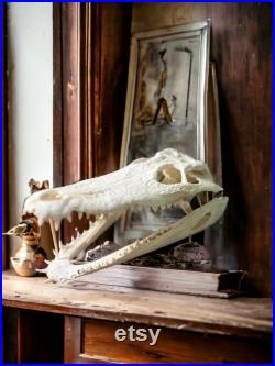 Alligator Real Taxidermy Skull, Home Decor, Study Collectible Sample, Special Gifts, Animal Bones For Crafts, skeleton head, bleached