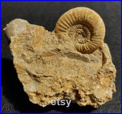 Ammonite bloc choffatia waageni Jurassique callovien deux sèvres