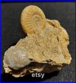 Ammonite bloc choffatia waageni Jurassique callovien deux sèvres