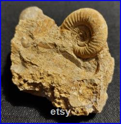 Ammonite bloc choffatia waageni Jurassique callovien deux sèvres