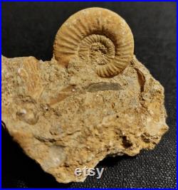 Ammonite bloc choffatia waageni Jurassique callovien deux sèvres