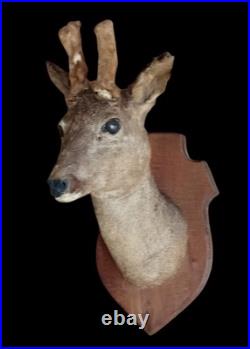 Ancien Trophée chasse Biche Chevreuil Cabinet De Curiosités Taxidermie
