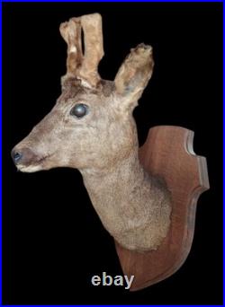 Ancien Trophée chasse Biche Chevreuil Cabinet De Curiosités Taxidermie