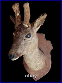 Ancien Trophée chasse Biche Chevreuil Cabinet De Curiosités Taxidermie