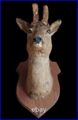 Ancien Trophée chasse Biche Chevreuil Cabinet De Curiosités Taxidermie
