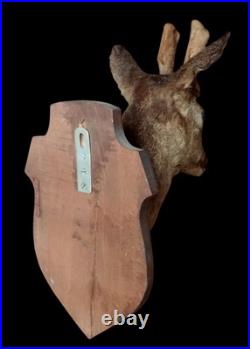 Ancien Trophée chasse Biche Chevreuil Cabinet De Curiosités Taxidermie