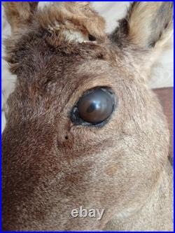 Ancien Trophée chasse Biche Chevreuil Cabinet De Curiosités Taxidermie