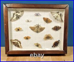 Ancien cadre d'entomologie 13 papillons taxidermie insecte vintage etude