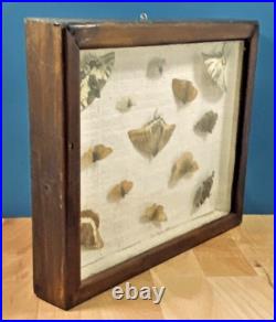 Ancien cadre d'entomologie 13 papillons taxidermie insecte vintage etude
