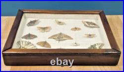 Ancien cadre d'entomologie 13 papillons taxidermie insecte vintage etude