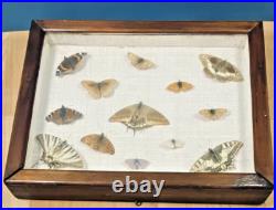 Ancien cadre d'entomologie 13 papillons taxidermie insecte vintage etude