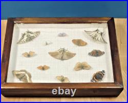Ancien cadre d'entomologie 13 papillons taxidermie insecte vintage etude