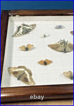Ancien cadre d'entomologie 13 papillons taxidermie insecte vintage etude