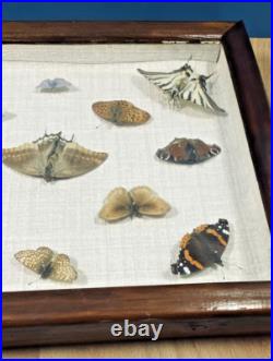 Ancien cadre d'entomologie 13 papillons taxidermie insecte vintage etude