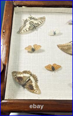 Ancien cadre d'entomologie 13 papillons taxidermie insecte vintage etude