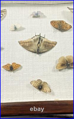 Ancien cadre d'entomologie 13 papillons taxidermie insecte vintage etude