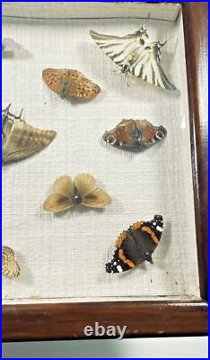 Ancien cadre d'entomologie 13 papillons taxidermie insecte vintage etude