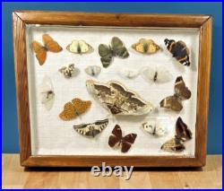 Ancien cadre d'entomologie 17 papillons taxidermie insecte vintage etude