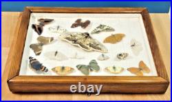 Ancien cadre d'entomologie 17 papillons taxidermie insecte vintage etude