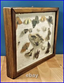 Ancien cadre d'entomologie 17 papillons taxidermie insecte vintage etude