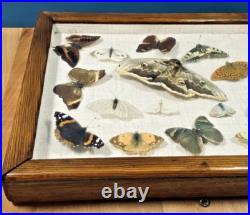 Ancien cadre d'entomologie 17 papillons taxidermie insecte vintage etude