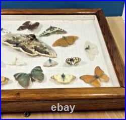 Ancien cadre d'entomologie 17 papillons taxidermie insecte vintage etude